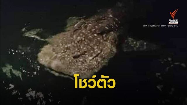 ฉลามวาฬโผล่หากินกลางทะเลประจวบฯ บ่งชี้ทะเลไทยสมบูรณ์