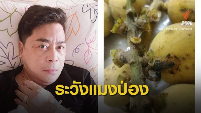 เตือนภัย  "แมงป่องตัวเล็ก" แฝงพวงลองกอง