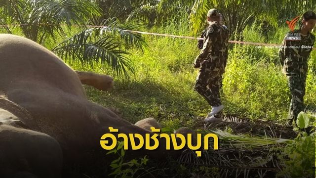 อ้างยิงป้องกันตัว "ช้างเขาอ่างฤาไน" ตายคาสวนปาล์ม 1 ตัว 