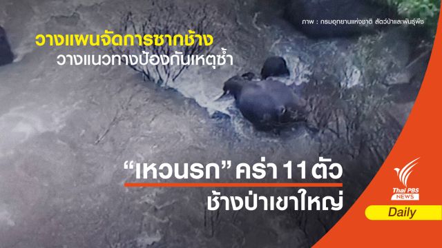 เปิดแผนจัดการซากช้างป่าเขาใหญ่ 11 ตัว ตกเหวนรกตาย