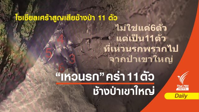 ชาวโซเชียลเศร้าสูญเสียช้างป่า 11 ตัว