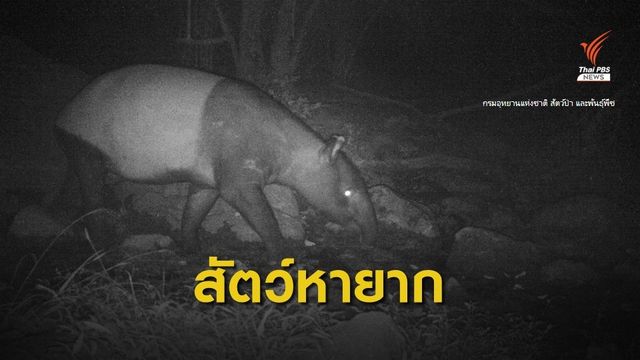 เปิดภาพสัตว์หายาก ป่าห้วยขาแข้ง