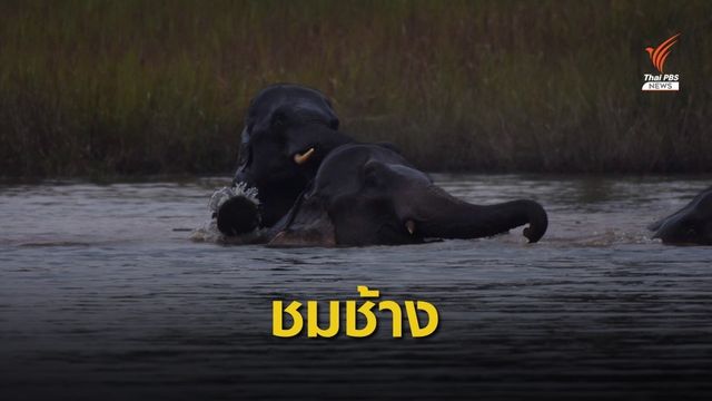นักท่องเที่ยวแห่ชมช้างเขาใหญ่ลงเล่นน้ำรับลมหนาว