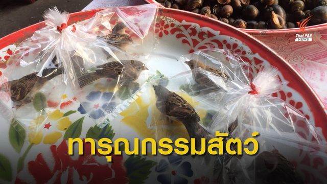 สะเทือนใจสายบุญ จับนกกระจอกใส่ถุงขายในตลาดเช้ากาฬสินธุ์