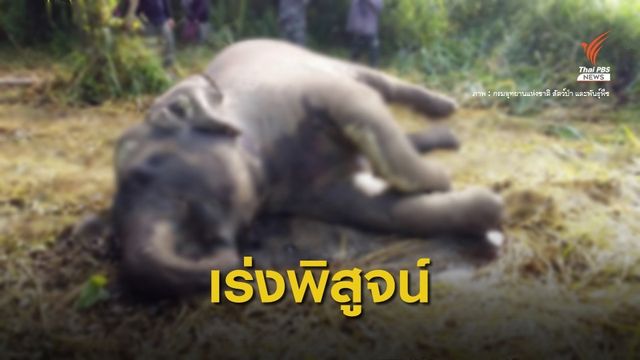 พบ "ช้างป่า" ตายกลางป่าแก่งกระจาน ยังไม่รู้สาเหตุ