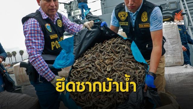 ตรวจยึดซากม้าน้ำ 12 ล้านตัวในเปรู เตรียมส่งขายจีน