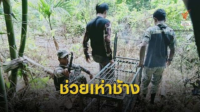 พรานวางกรงดักสัตว์ป่า เขตรักษาพันธุ์สัตว์ป่าควนแม่ยายหม่อน จ.ชุมพร