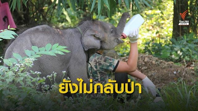 "ไม่ปลอดภัย ผมไม่ปล่อย" รมว.ทส.ยุติส่ง "ชบาแก้ว" กลับป่า 