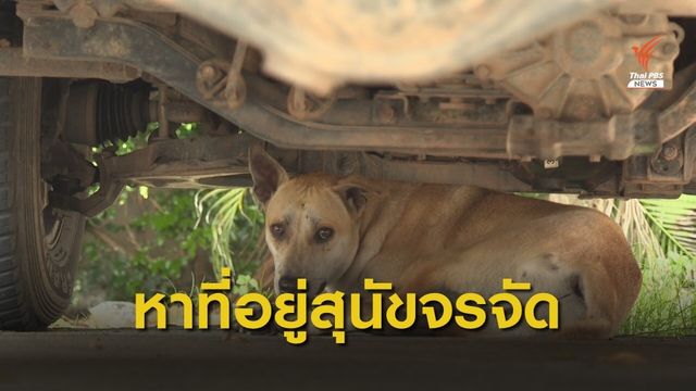 เตรียมจัดตั้งศูนย์พักพิงสุนัขจรจัด จ.นนทบุรี