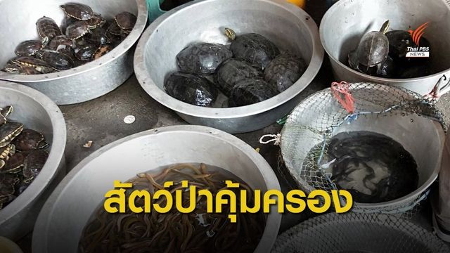 ชุดเหยี่ยวดงยึด “นก-เต่า” เตรียมขายคนทำบุญ ตรวจสอบไม่พบเจ้าของ