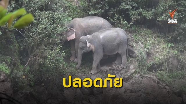 "2 ช้างป่า" ขึ้นจากน้ำตกเหวนรก ใช้โดรนบินค้นหา-ติดตามอาการ