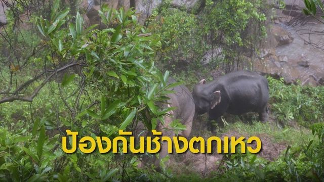 เจ้าหน้าที่อุทยานฯ เดินหน้าแผนป้องกันช้างป่าเขาใหญ่ตกเหวนรกซ้ำ