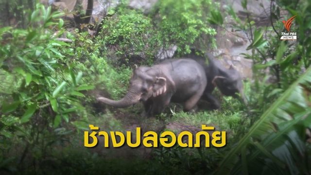 พบร่องรอยช้างป่า 2 แม่ลูกที่พลัดตกเหวยังปลอดภัย
