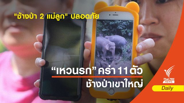 แม่ค้าโชว์ภาพ "ช้างป่า 2 แม่ลูก" ปลอดภัย แอบกินกล้วยหลังร้าน