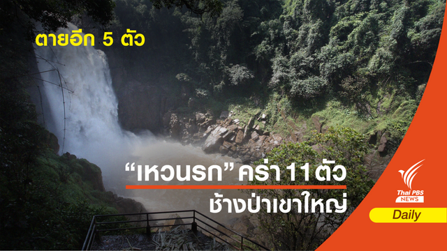 สลด! เจอซากช้างเขาใหญ่ตกเหวนรกเพิ่ม 5 ตัว รวมตาย 11 ตัว