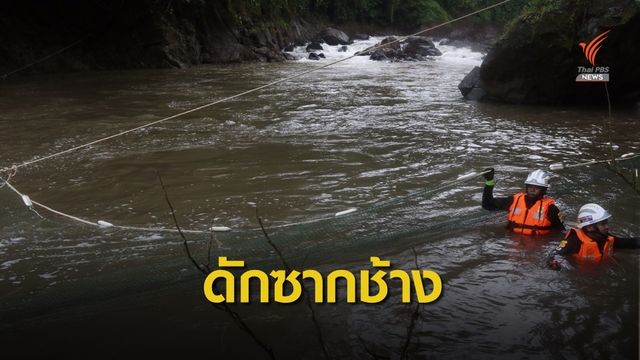 ภารกิจวางตาข่าย "ดัก 11 ซากช้าง" ก่อนลงเขื่อนขุนด่านฯ