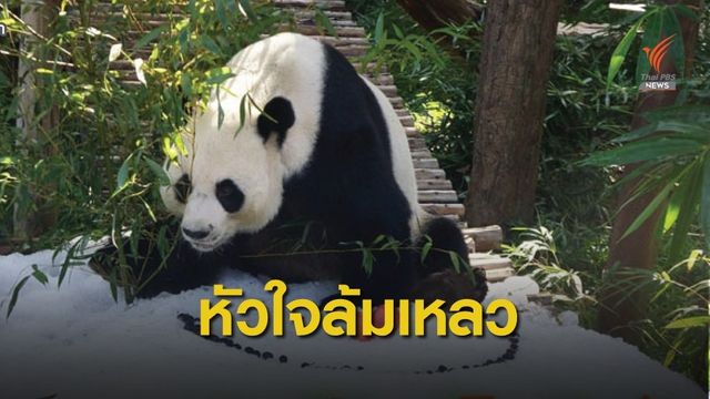 หัวใจล้มเหลว สาเหตุตายแพนด้า "ช่วง ช่วง" 
