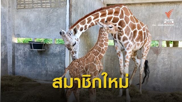 เชียงใหม่ไนท์ซาฟารีเปิดตัว "ลูกยีราฟ" ของขวัญต้อนรับปิดเทอม