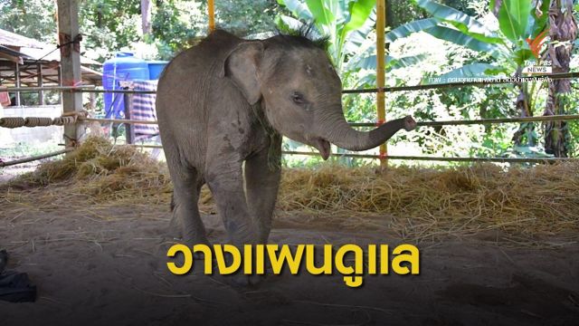 กรมอุทยานฯ เร่งหาช้างแม่รับให้ "ชบาแก้ว" เลี้ยงต่อที่ภูวัว