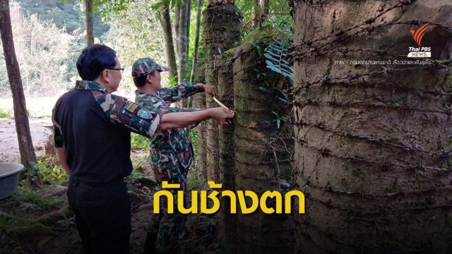 เล็งทำเพนียดเพิ่มจุดเสี่ยง-สร้างสะพานให้สัตว์ข้ามเหวนรก