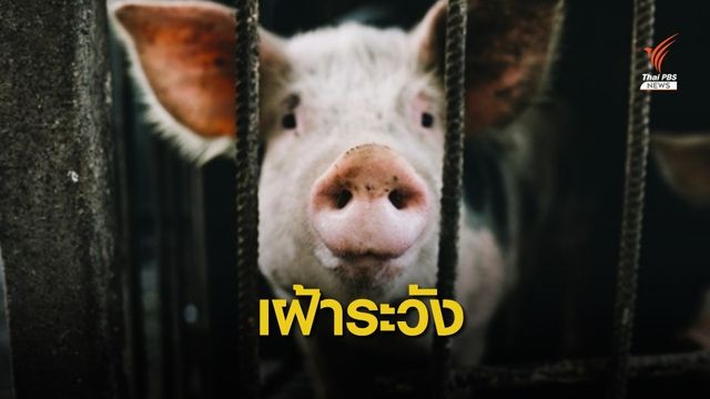 5 อำเภอ กาญจนบุรีประกาศ "เฝ้าระวัง" หมูติดโรคอหิวาต์แอฟริกา