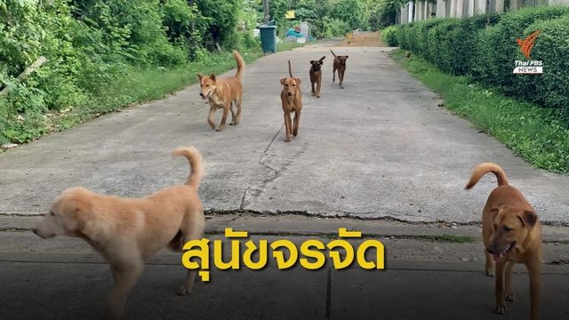 สุนัขจรจัดนอนเกลื่อนถนน สร้างความรำคาญให้กับชาวบ้าน 