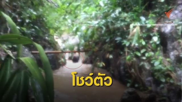 ประทับใจ! "เลียงผา" โผล่อวดโฉมกลางป่าลึกลำน้ำน่าน 