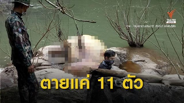 11 วันภารกิจ กู้ซากที่ 4  และ 5 ช้างป่าตกน้ำตกเหวนรก สำเร็จ