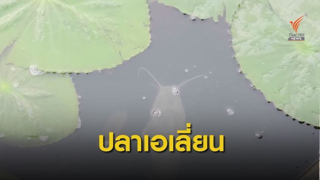 ไขปม! "ดุกบิ๊กอุย" ปลาเอเลี่ยนห้ามปล่อยลงแม่น้ำ