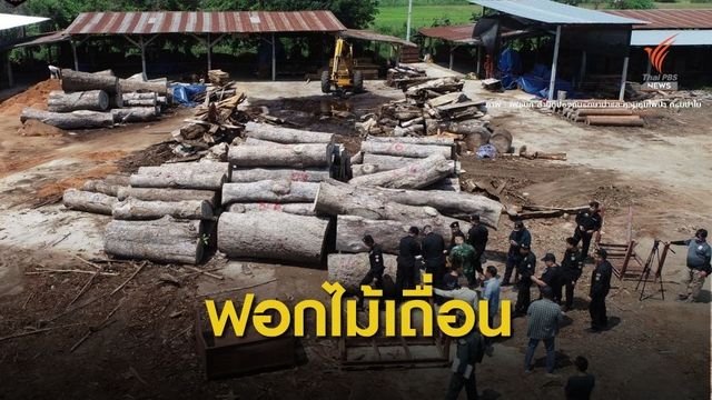 ปลดล็อก ม.7 พ่นพิษ "ทสจ." เอี่ยวแก๊งตัดยางนาสวมส่งขายจีน 
