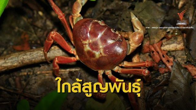 ตื่นเต้น! เจอตัวยาก "ปูไก่" สัตว์ใกล้สูญพันธ์ุโผล่ "เกาะห้อง"