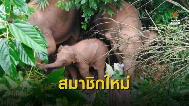 เปิดตัวน้องชาย "พังบุญมาก" ช้างป่าอุทยานฯ น้ำตกหงาว