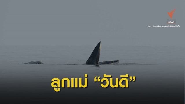 ข่าวดี! วาฬบรูด้า "แม่วันดี" ออกลูกเพิ่มอีก 1 ตัว