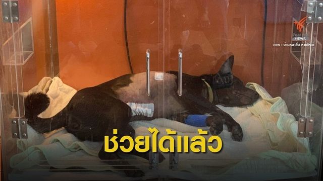 ตามหามือยิงฉมวกใส่หมา "หมีดำ" ในค่ายทหาร จ.สงขลา 