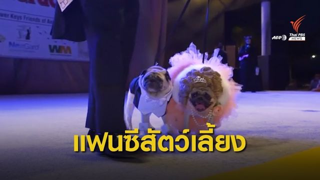 ประกวดชุดแฟนซีสัตว์เลี้ยงในสหรัฐฯ