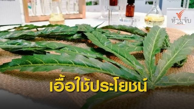 อย.ชี้แจงกำหนดปริมาณสาร THC เอื้อใช้ประโยชน์กัญชง