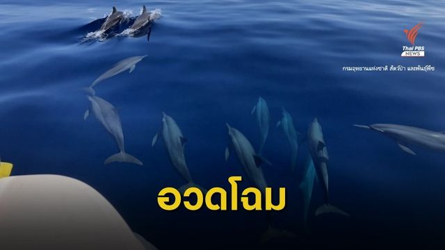 ฝูงโลมาปากขวด อวดโฉมที่หมู่เกาะสิมิลัน