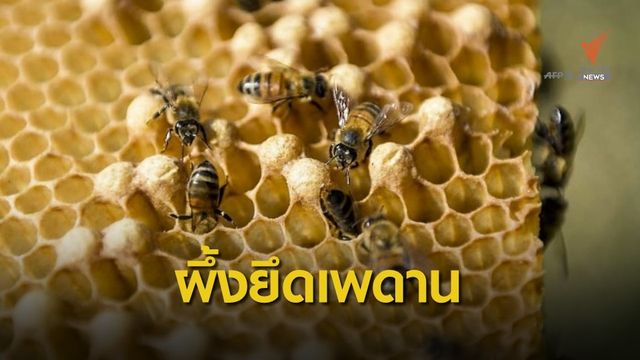 ทัพรังผึ้งใต้ฝ้าเพดานในออสเตรเลีย
