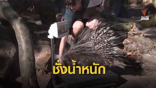 สวนสัตว์อังกฤษหลอกล่อสัตว์ชั่งน้ำหนัก-วัดส่วนสูง