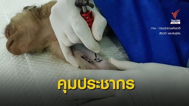 ทำหมันลิงเขาตะเกียบ - เขาหินเหล็กไฟ 600 ตัว แก้ปัญหาคนกับลิง