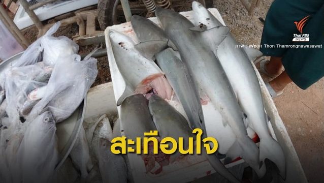  "ธรณ์" ฟันธงฉลามหูดำวางขายเกาะลันตามาจากอ่าวมาหยา