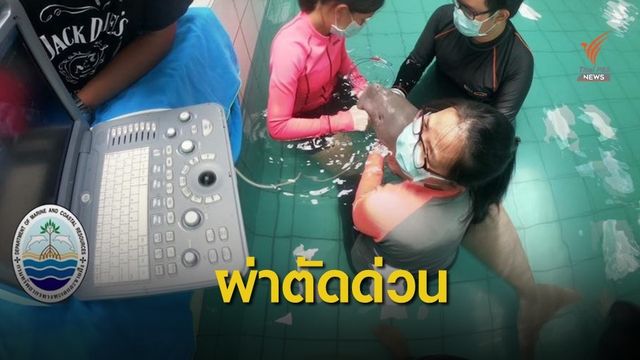 ส่ง "ยามีล" ผ่าตัดด่วน เอาก้อนหญ้าที่อุดตันในกระเพาะออก