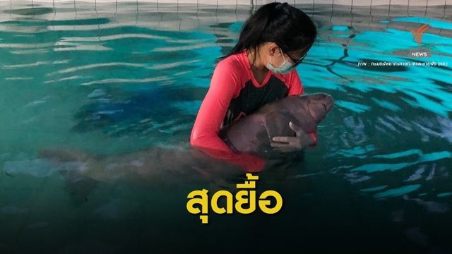  "ยามีล” ลูกพะยูนตายแล้วช็อก-หัวใจหยุดเต้นหลังดูแล 53 วัน