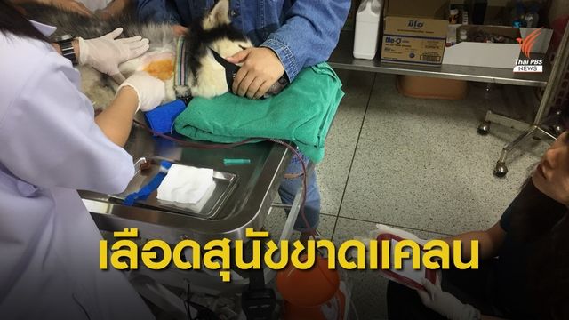 ธนาคารเลือด รพ.สัตว์ ม.เกษตร ขาดเลือด