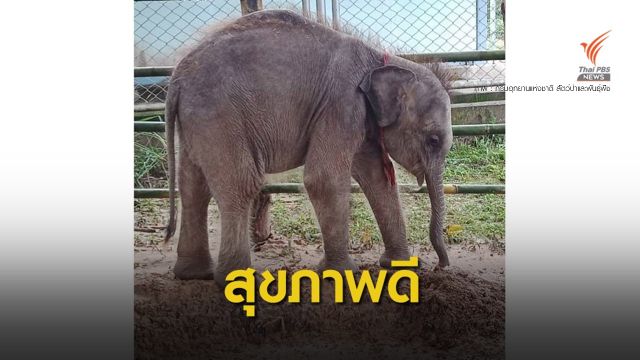 ย้ายลูกช้างป่า "ชบาแก้ว" กลับบึงกาฬปลอดภัย