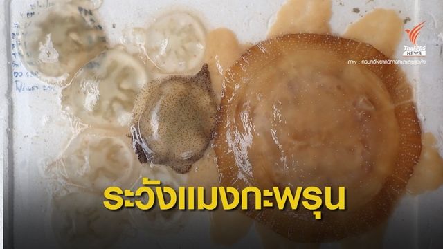 ระวัง! แมงกะพรุนพิษ พบมากช่วงมรสุม - หลังฝนหยุดใหม่ ๆ 