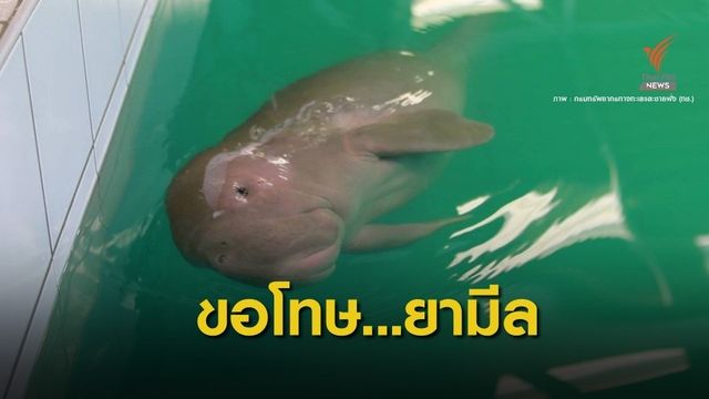 "วราวุธ" ขอโทษที่มนุษย์ช่วยไม่สำเร็จลูกพะยูน "มาเรียม-ยามีล"