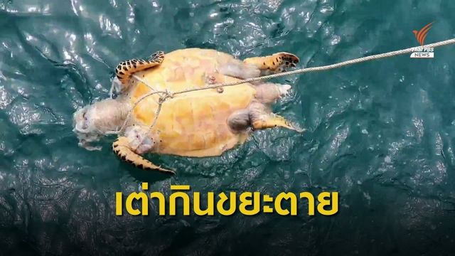 เต่าทะเลกินขยะพลาสติกทยอยตาย