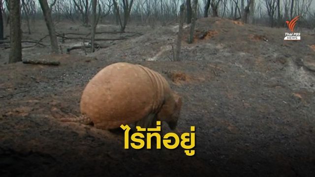 วิกฤตไฟป่าโบลิเวียส่งผลให้สัตว์ 'ไร้ที่อยู่'