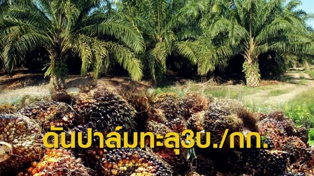 ดันราคาน้ำมันปาล์มทะลุ 3 บาท/กก.